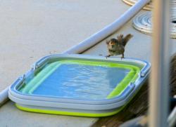 Sparrows like the bath tub too.